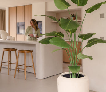 Welke Strelitzia Kunstplant past bij jou?
