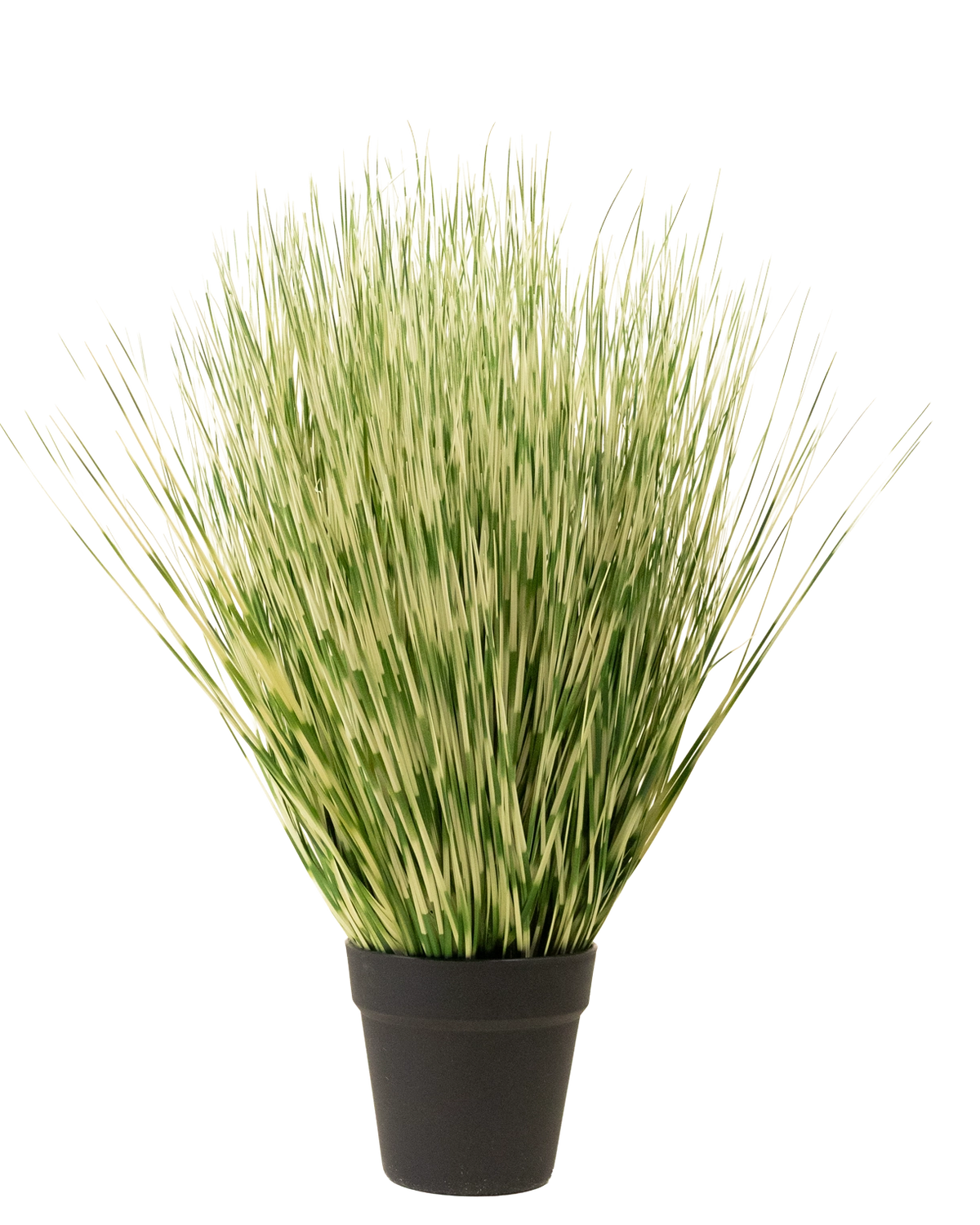 De Kunst Grasplant Zebra 55 cm heeft lange, dunne groene en witte bonte grasachtige bladeren in een eenvoudige zwarte pot, tegen een effen witte achtergrond.