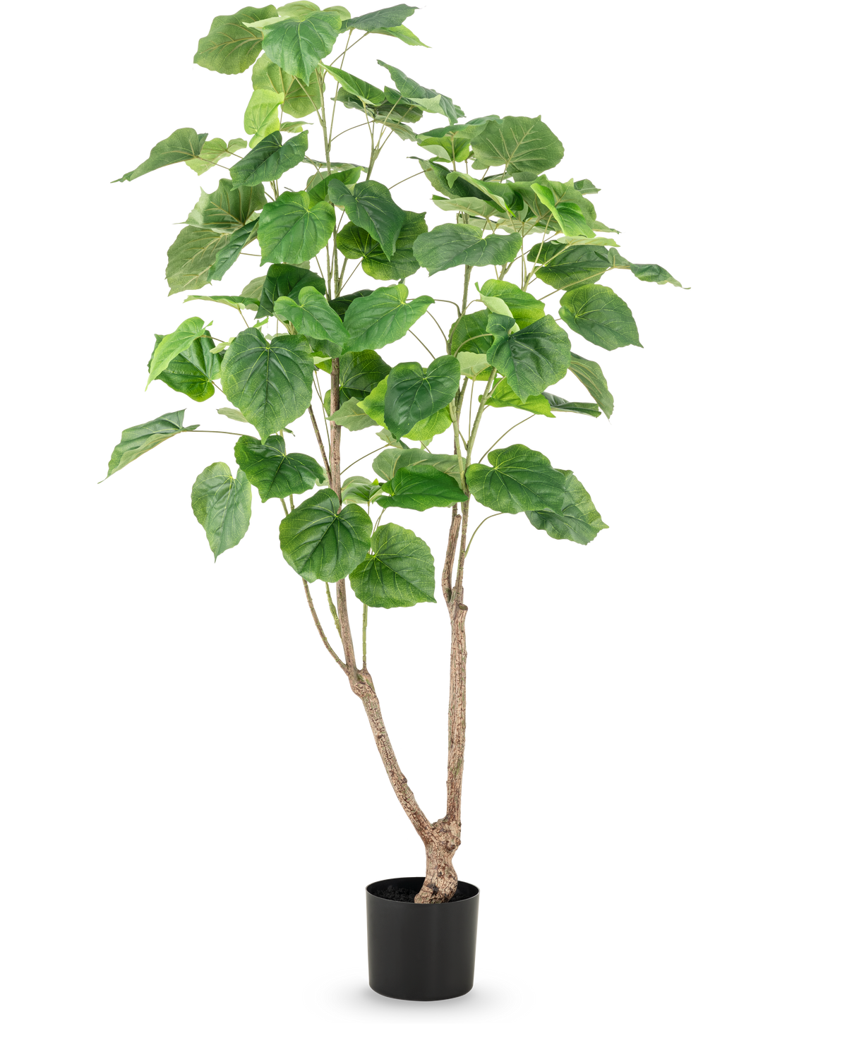 De Kunstplant Ficus 150 cm heeft meerdere slanke bruine stengels en grote, brede groene bladeren, gepresenteerd in een hoge pot tegen een effen witte achtergrond.