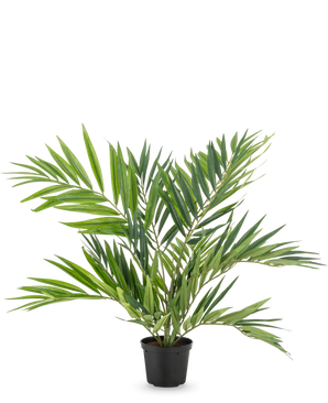 De Kunstpalm Parlour UV 60 cm heeft lange, smalle bladeren op verschillende stelen in een eenvoudige zwarte pot, tegen een witte achtergrond - een stijlvolle kunstpalm die elke ruimte verfraait.