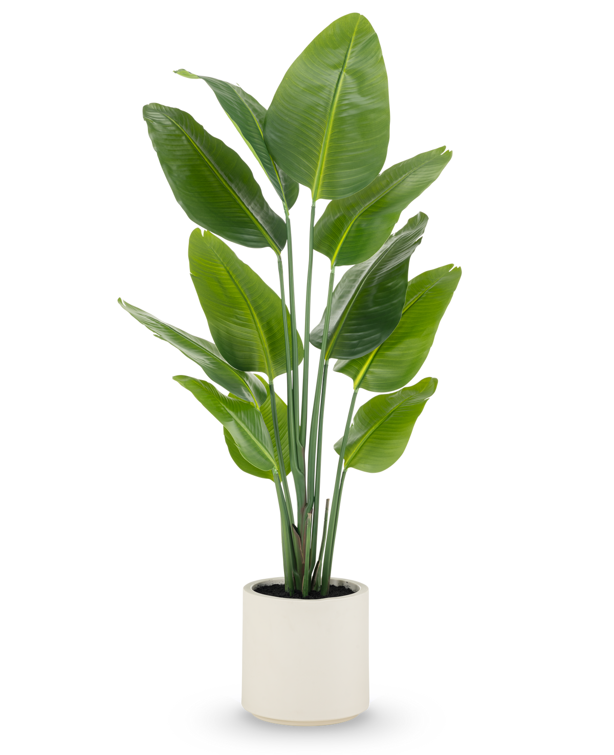 De Kunstplant Strelitzia Real Touch, 150 cm hoog met brede groene bladeren en meerdere stelen, wordt kant-en-klaar geleverd in een beige pot-een levensechte potplant ideaal voor moderne ruimtes.