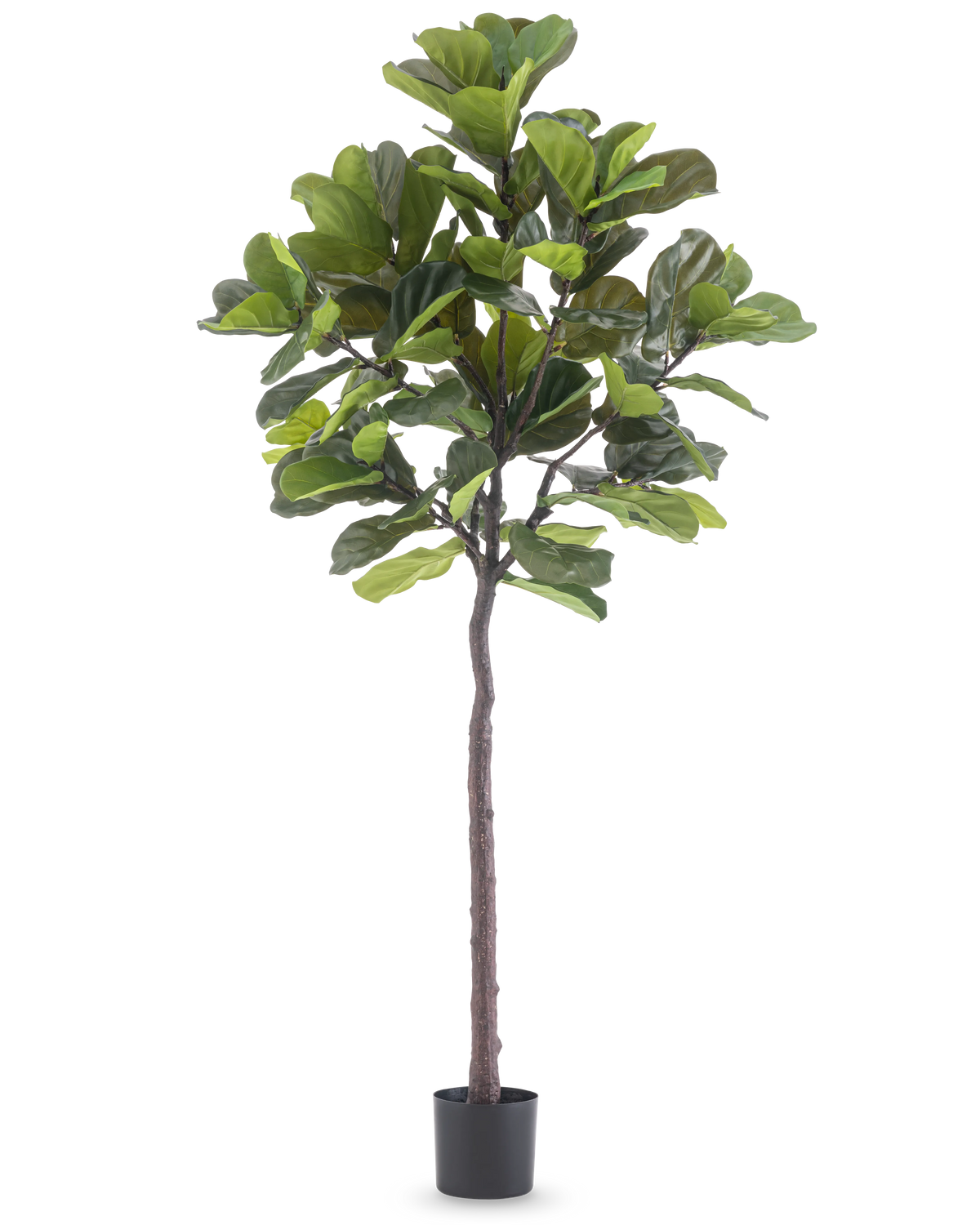 De Kunstplant Ficus Tabaksplant Deluxe 215 cm is een hoge kunstvijg met grote groene bladeren en een slanke bruine stam, in een eenvoudige zwarte pot tegen een effen witte achtergrond.