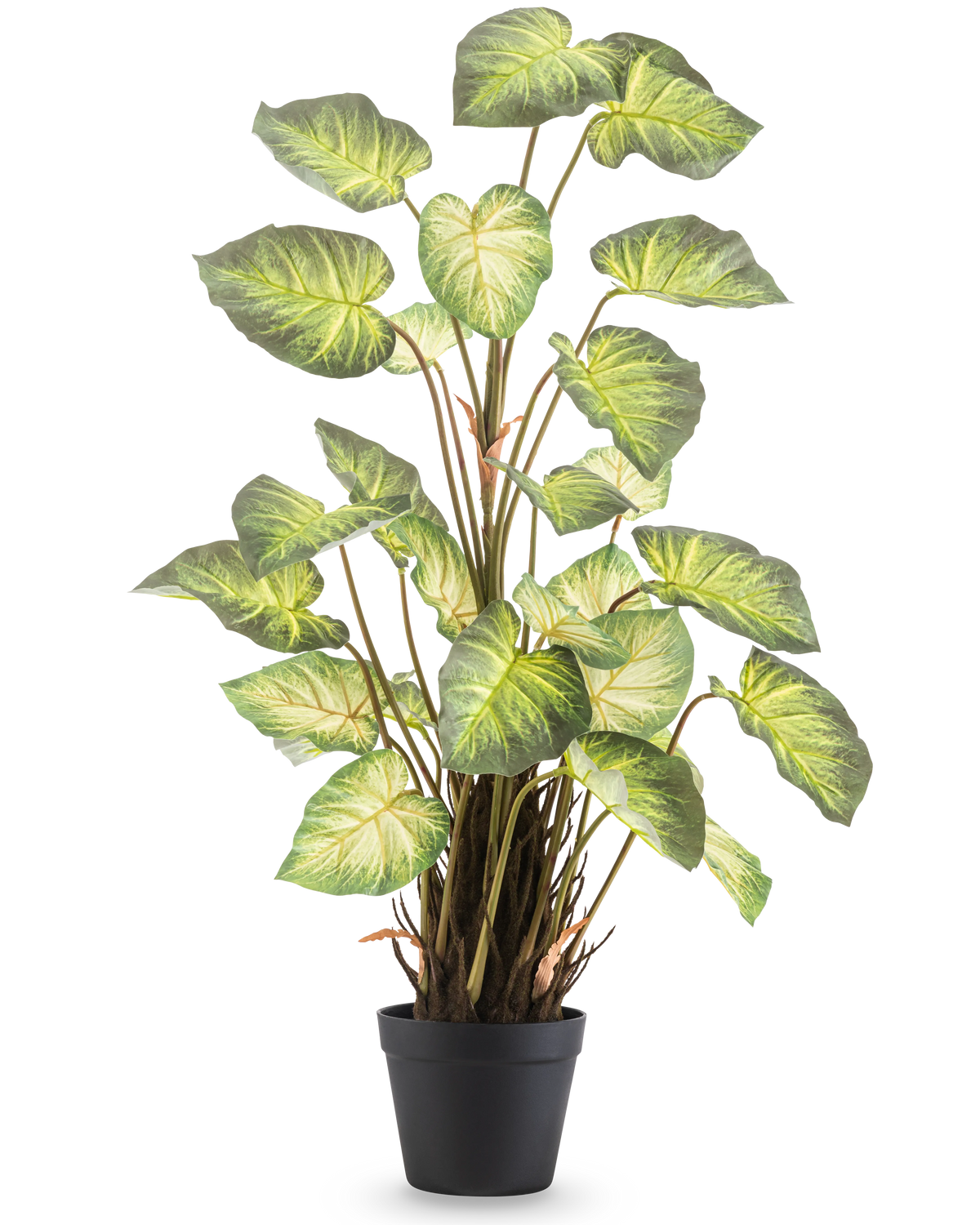 De Kunstplant Alocasia Odora 90 cm heeft grote, groene, hartvormige bladeren en meerdere stelen in een eenvoudige zwarte pot, tegen een effen witte achtergrond.
