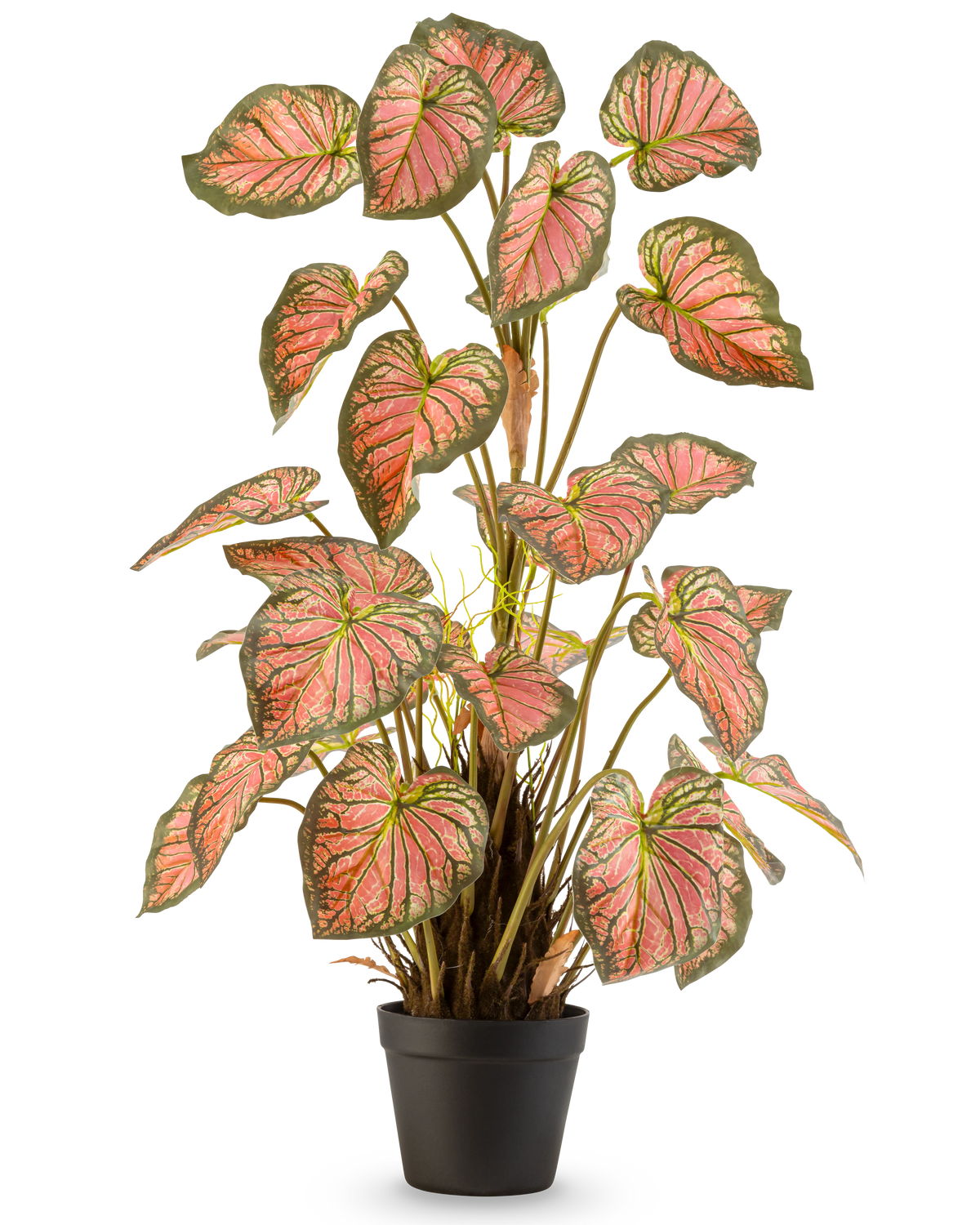 De Kunstplant Caladium 90 cm roze is een potplant met grote, hartvormige bladeren met groene randen en roze harten, rechtop gepresenteerd in een zwarte pot tegen een witte achtergrond.