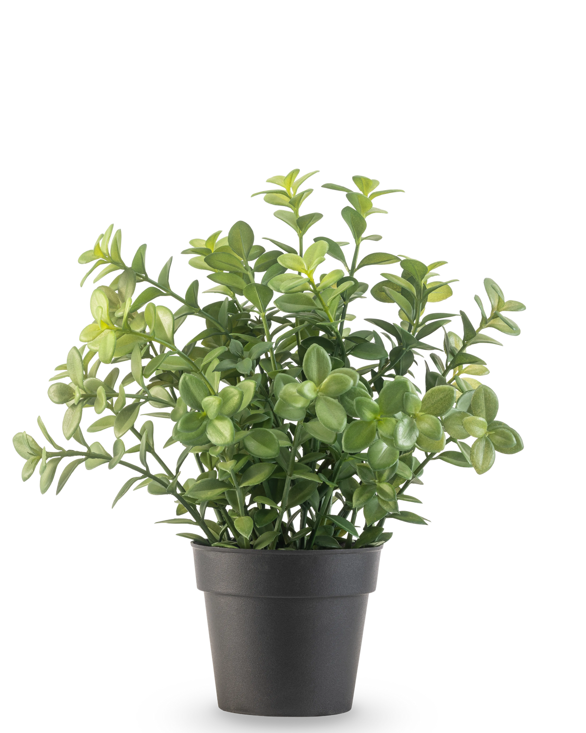 De Kunstplant Eucalyptus 27 cm heeft dichte groene bladeren in een eenvoudige donkergrijze pot, tegen een effen witte achtergrond.