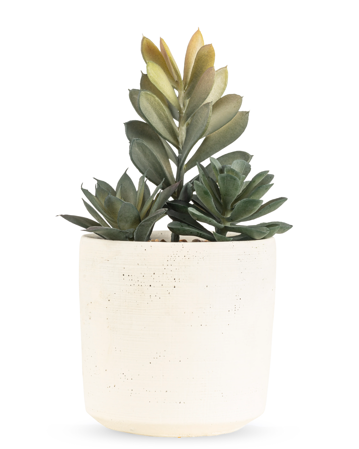 De Kunst vetplant 20 cm heeft een compacte vetplant met weelderige groene bladeren in een eenvoudige pot met gebroken witte textuur, tegen een effen witte achtergrond.