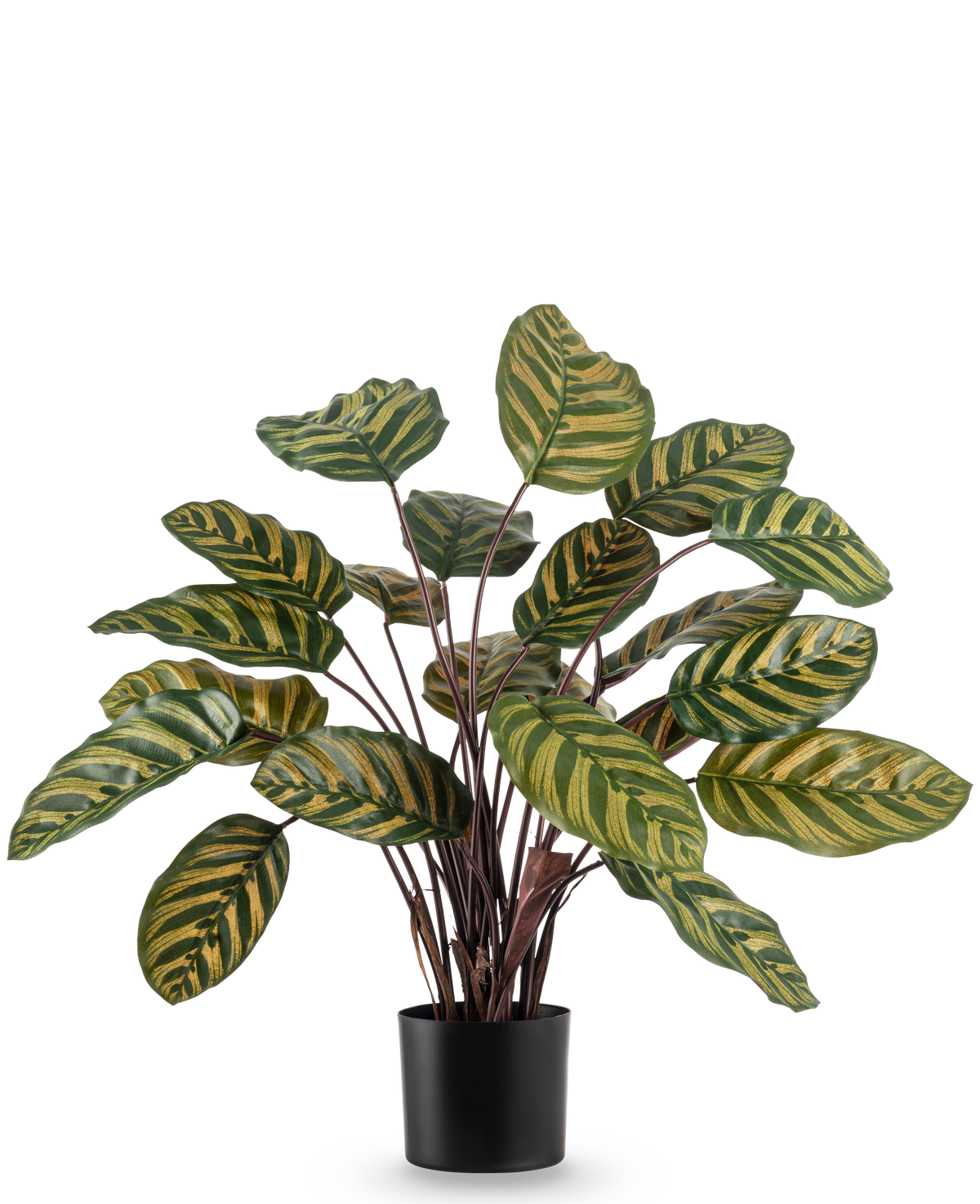De Kunstplant Calathea Makoyana UV 60 cm rood is een kunstplant met grote, ovale groene bladeren met gele strepen tegen een effen witte achtergrond.