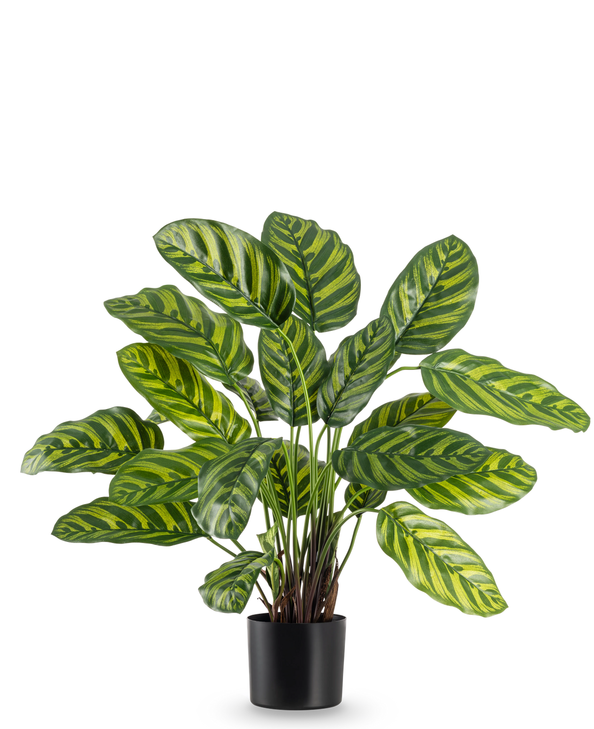 De Kunstplant Calathea Makoyana 60 cm heeft grote, levendige groene bladeren met lichtgroene en gele strepen, in een stijlvolle bloempot tegen een effen witte achtergrond.