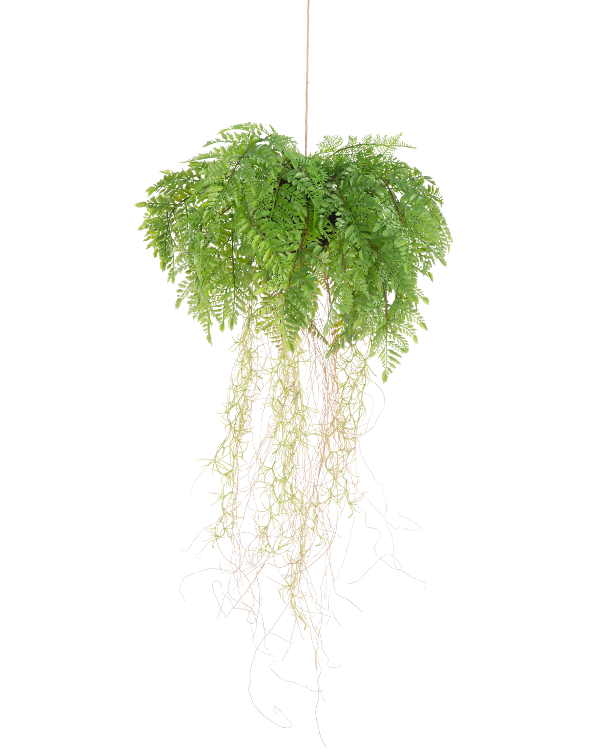 De Kunst hangplant Varen met wortels d35 cm met hangsysteem heeft lange, dunne wortels en hangt onderhoudsvrij aan een touwtje tegen een witte achtergrond.