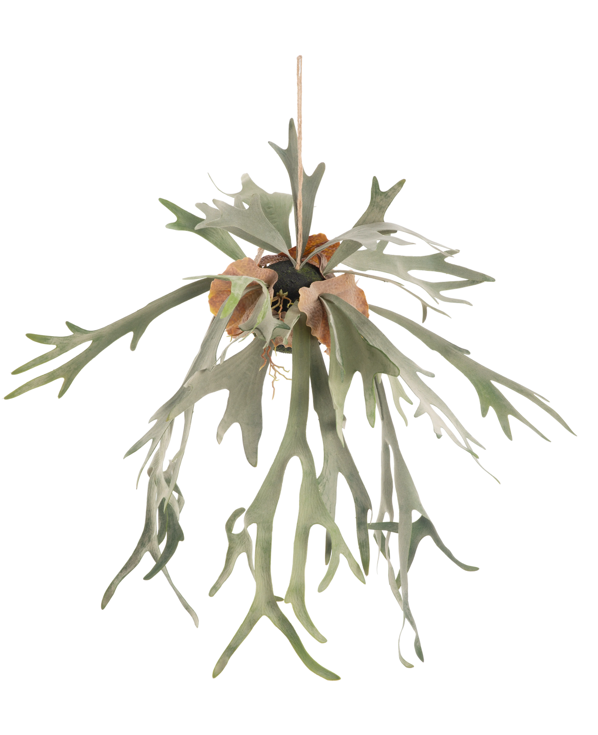 De Kunst hangplant Staghorn op bal 89 cm heeft lange, gevorkte groene bladeren en bruine schildbladeren, hangend aan een koord tegen een effen witte achtergrond.