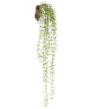 De Kunst hangplant Senecio 86 cm heeft lange, groene sappige stengels met kleine, smalle blaadjes die uit een bruine kluit komen, tegen een witte achtergrond.
