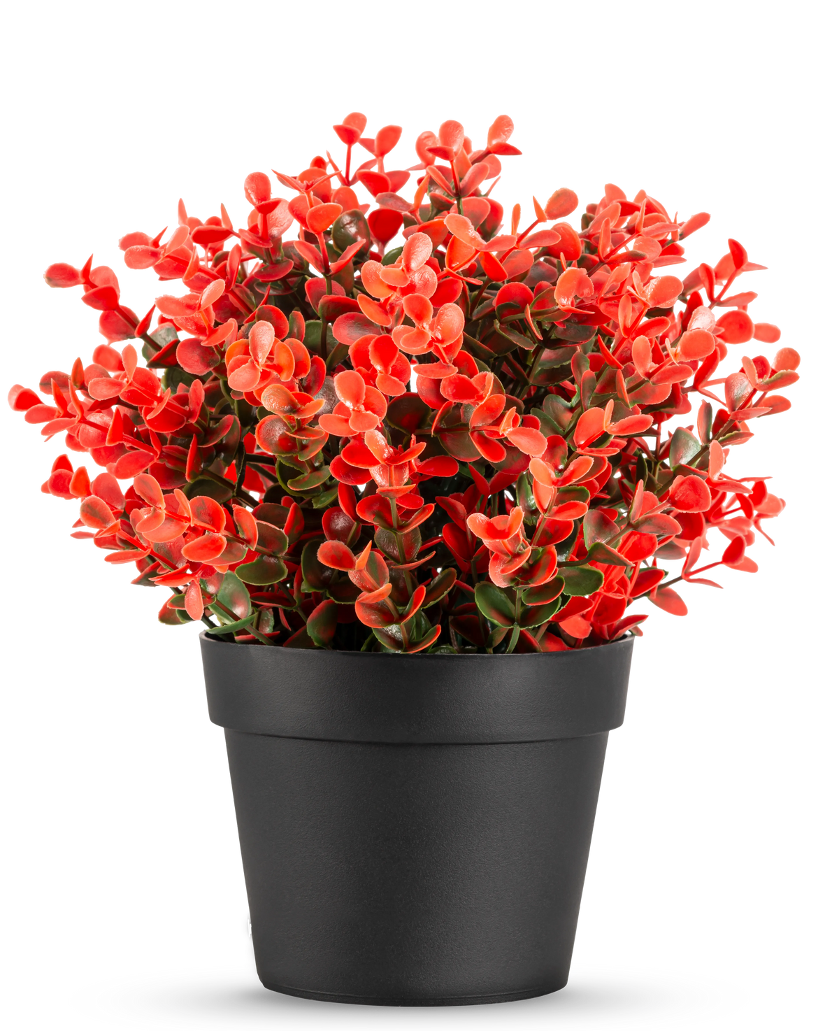 De Kunstplant Buxus rood in pot UV 19 cm is een compacte zwarte bloempot met een weelderige mix van rode en groene kunstbladeren tegen een effen witte achtergrond.