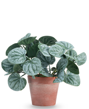 De Kunstplant Rugose blad 16 cm groen is een kunstplant met ronde, groene bladeren en lichte zilverachtige nerven, gepresenteerd in een roodbruine kleipot tegen een effen witte achtergrond.