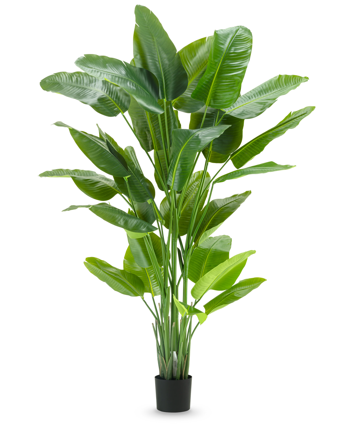 De Kunstplant Strelitzia Real Touch Deluxe 210 cm heeft een hoog, levendig groen blad met grote, glanzende bladeren in een eenvoudige zwarte pot, tegen een effen witte achtergrond.