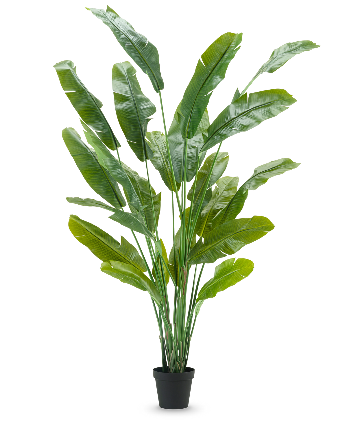 De Kunstplant Strelitzia Nicolai Deluxe 235 cm heeft lange, rechtopstaande groene bladeren in een zwarte pot - ideaal als grote kunstplant voor kamerplanten interieur - tegen een effen witte achtergrond.