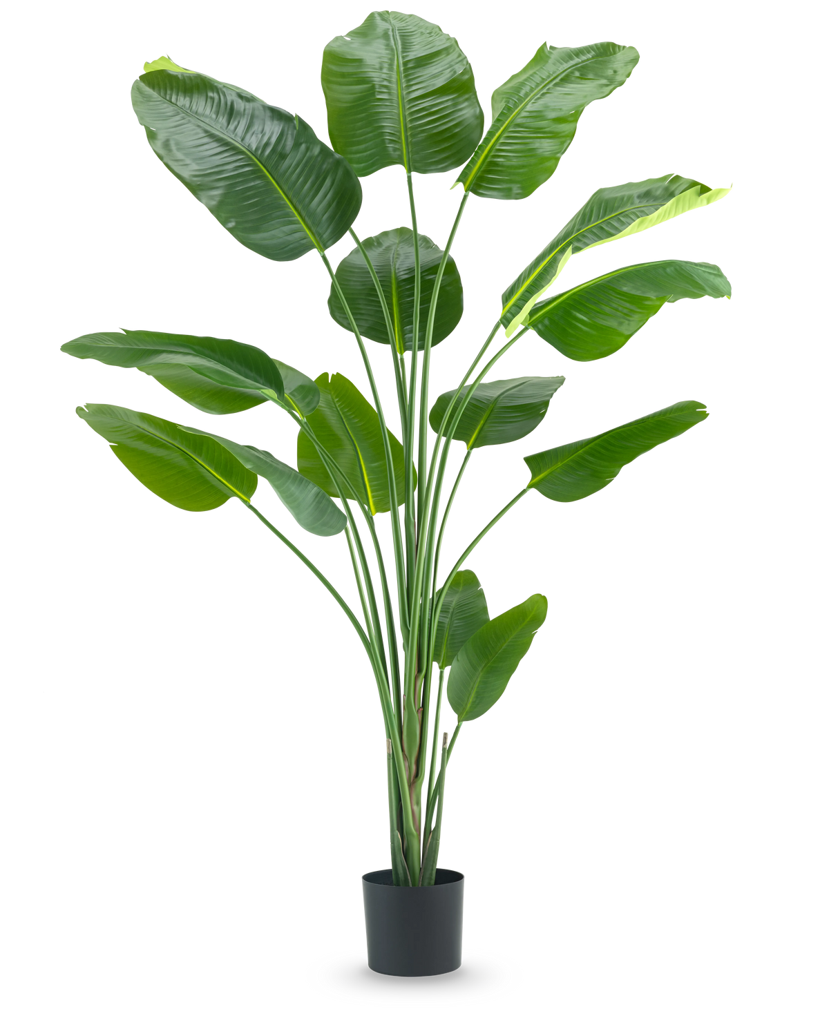 De Kunstplant Strelitzia 210 cm real touch heeft lange, slanke stelen en grote, glanzend groene bladeren tegen een effen witte achtergrond.