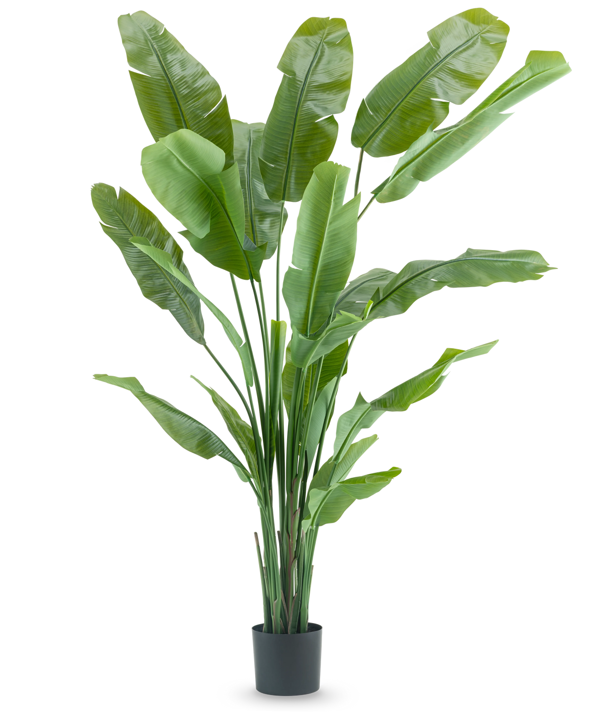 De Kunstplant Strelitzia Nicolai Deluxe 210 cm heeft lange, brede groene bladeren in een eenvoudige zwarte pot op een witte achtergrond. Deze tropische kunstplant geeft elke kamer een weelderige, tropische flair.