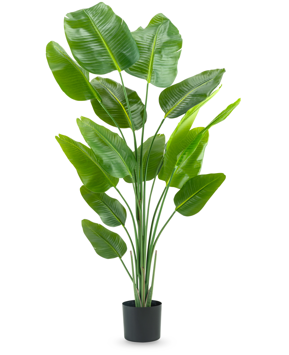 De Kunstplant Strelitzia 180 cm real touch is een hoge, groene kunstplant met lange stelen en grote, glanzende bladeren die lijken op een paradijsvogel, tegen een effen witte achtergrond.