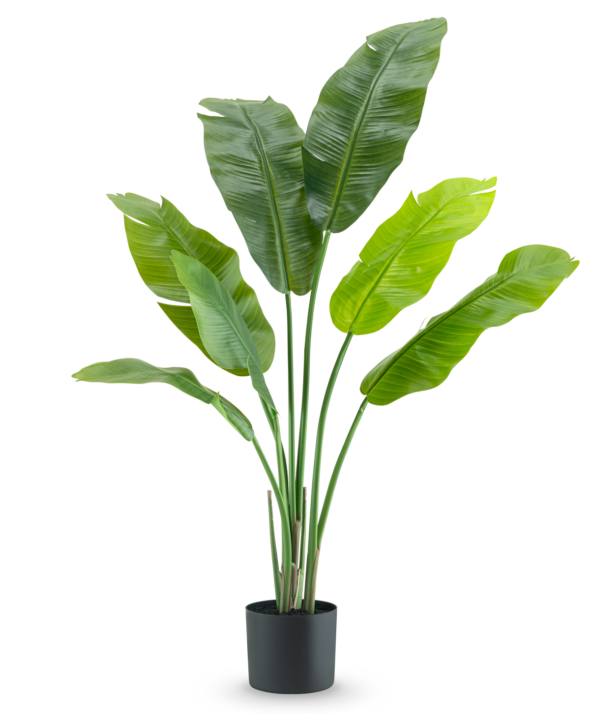 De Kunstplant Strelitzia Nicolai Deluxe 120 cm is een luxe kamerplant met grote, brede bladeren in een eenvoudige zwarte pot, stijlvol tegen een witte achtergrond.