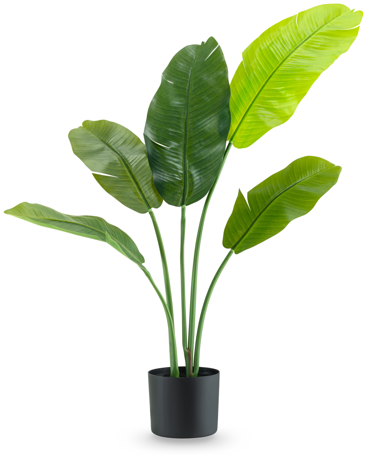 De Kunstplant Strelitzia Nicolai Deluxe 90 cm heeft grote, glanzend groene bladeren op lange stelen en wordt gepresenteerd in een eenvoudige zwarte pot tegen een effen witte achtergrond.
