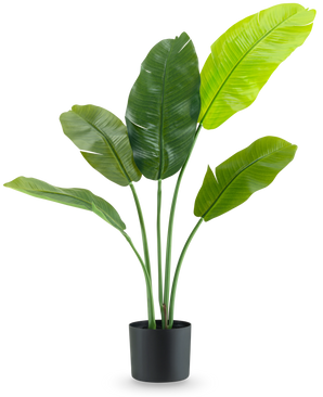 De Kunstplant Strelitzia Nicolai Deluxe 90 cm heeft grote, glanzend groene bladeren op lange stelen en wordt gepresenteerd in een eenvoudige zwarte pot tegen een effen witte achtergrond.