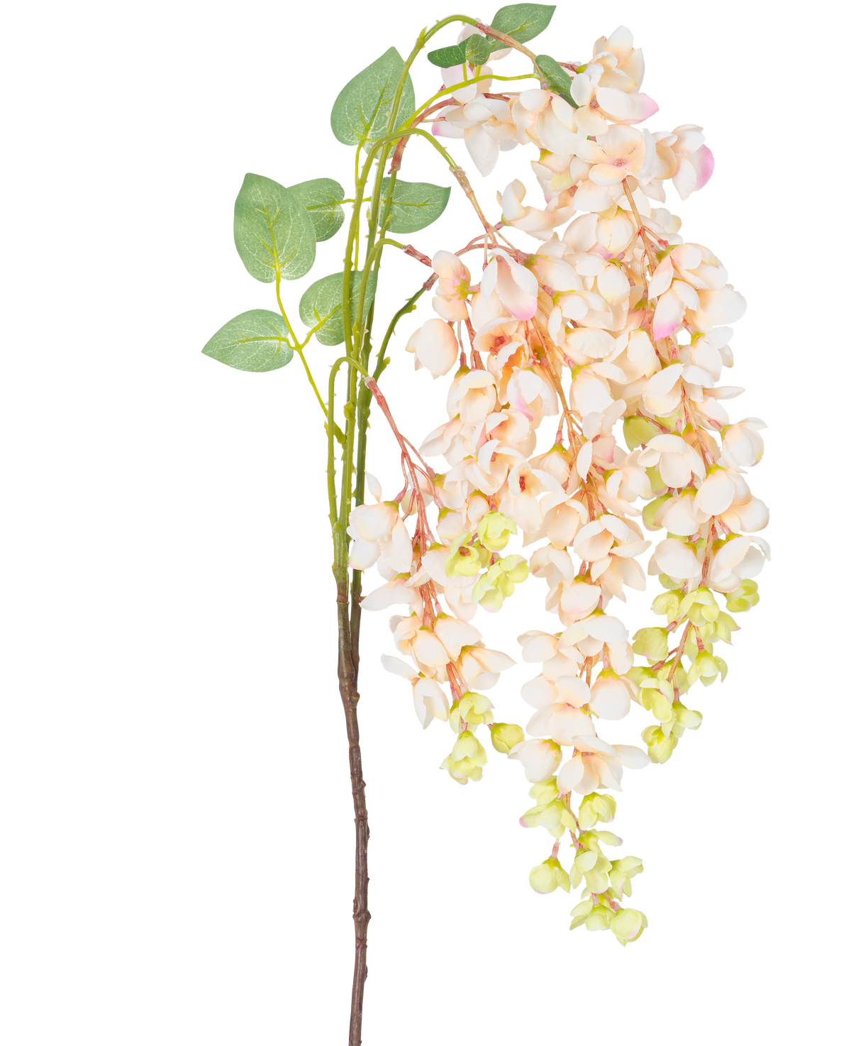 De Kunstbloem Wisteria 100 cm crème heeft een enkele steel met trossen lichtroze en crème blauwe regen bloemen, groene knoppen en groene bladeren tegen een witte achtergrond.