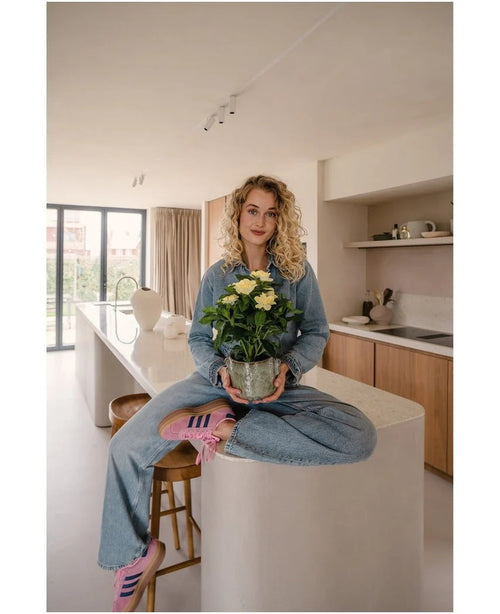 Een vrouw met krullend blond haar, gekleed in spijkerkleding en roze sneakers, zit in kleermakerszit op een keukeneiland in een moderne, zonovergoten keuken, met de Kunstplant Gardenia UV 39 cm in haar handen.