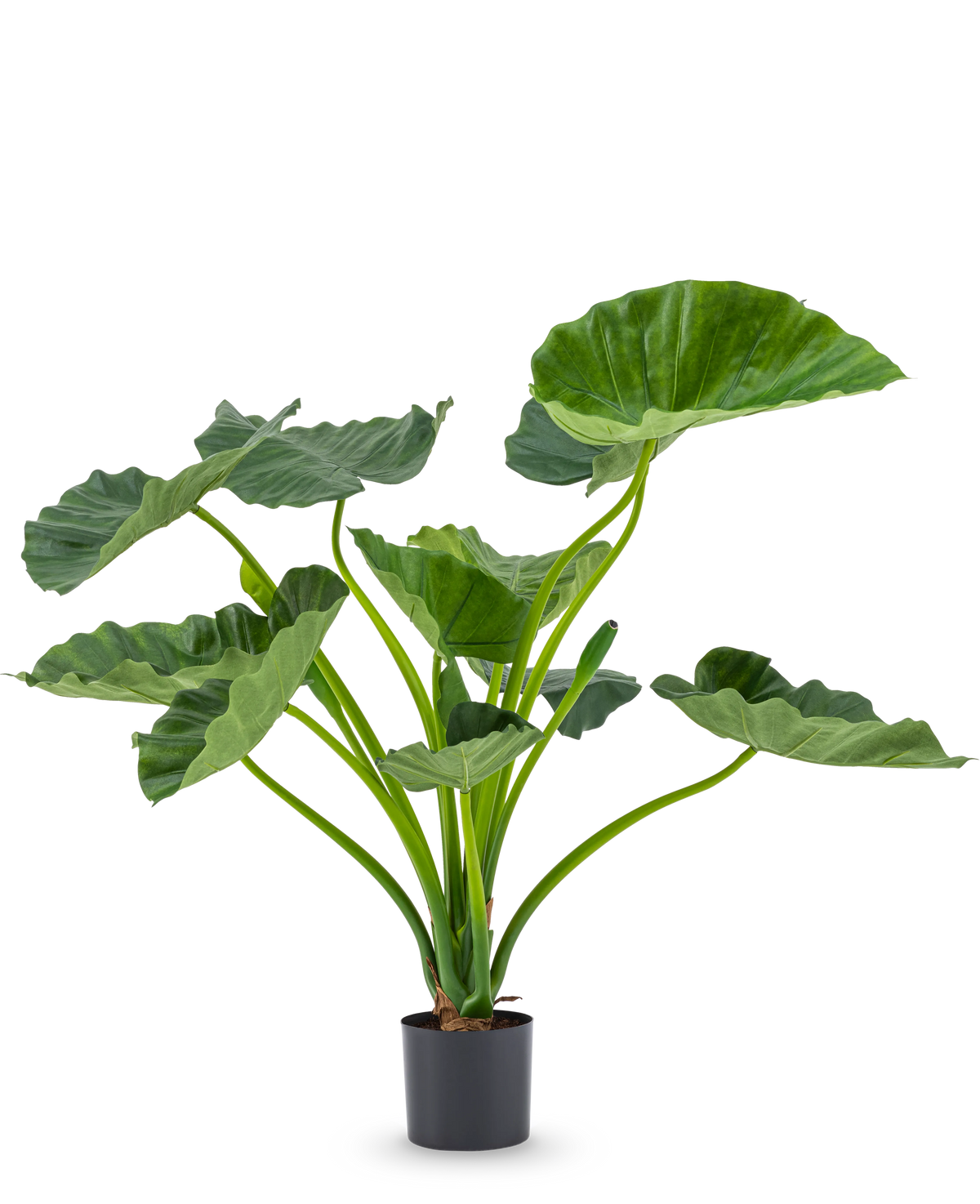 De Kunstplant Alocasia Calioora 80 cm heeft grote groene bladeren en stevige stelen. Deze levensechte kunstplant is perfect als stijlvolle toevoeging aan ieder interieur en staat prachtig tegen een witte achtergrond.