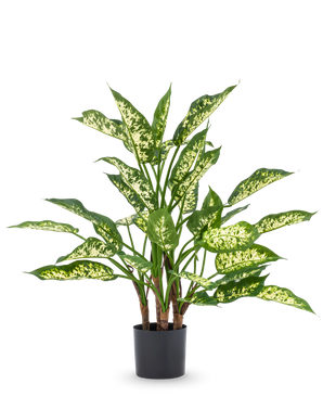 De Kunstplant Dieffenbachia UV 75 cm heeft hoge groene stengels en grote, puntige bladeren met licht geelgroene bonte schakering in een stijlvolle sierpot, tegen een effen witte achtergrond.