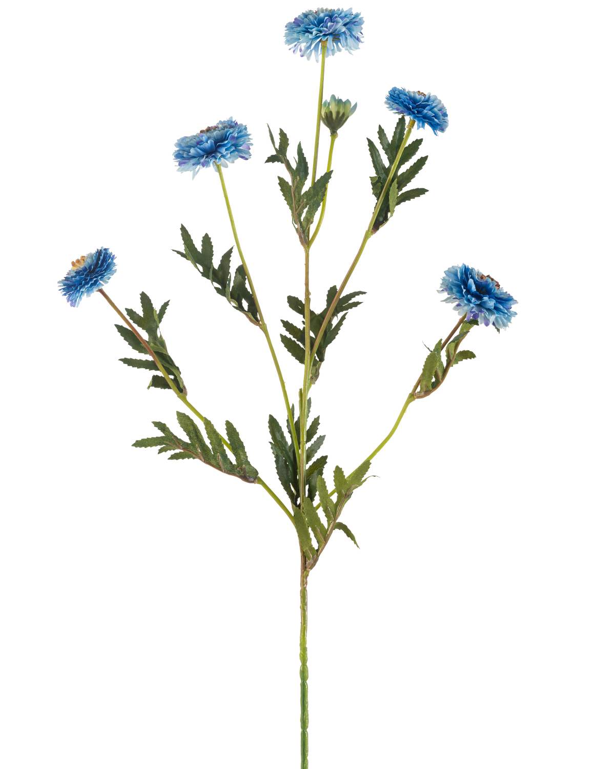 De Kunstbloem Pomponchrysant 69 cm blauw heeft een enkele groene steel met verschillende takken, zes blauwe kunstbloemen met gele hartjes en smalle groene bladeren, alles op een witte achtergrond.