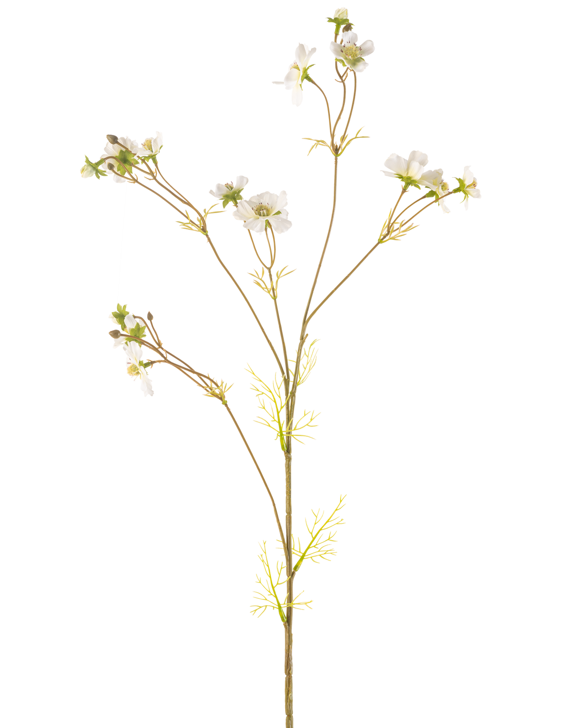 De Kunstbloem Cosmos 95 cm crème is een hoge, delicate kunstplant met dunne stengels, kleine groene blaadjes en trosjes kleine witte bloemen met een geel hart, afgebeeld tegen een effen witte achtergrond.