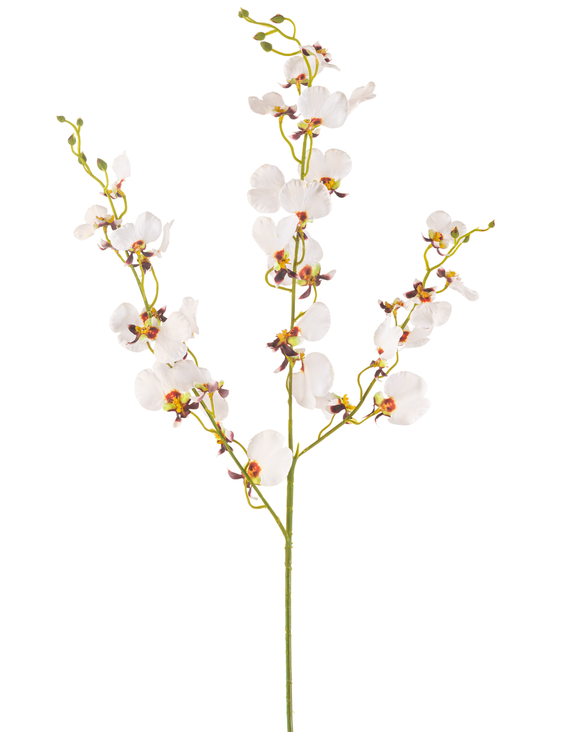 De Kunstbloem Orchidee 98 cm crème is een enkele kunstmatige crème orchidee steel met meerdere delicate bloemen en meerdere knoppen, met gele en paarse harten, geïsoleerd op een effen witte achtergrond.