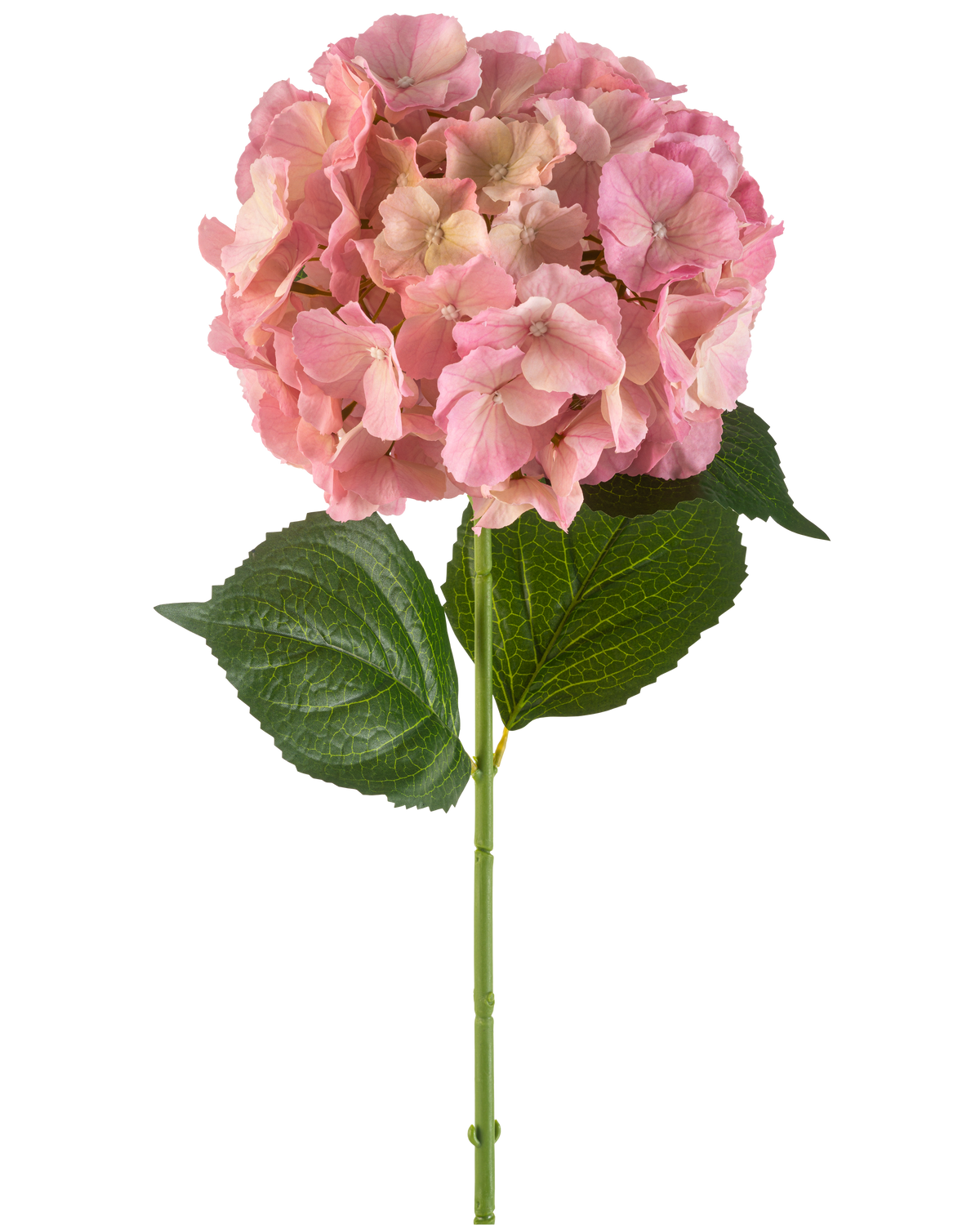 De Kunstbloem Hortensia 75 cm roze heeft een enkele roze hortensia bloem met fijne bloemblaadjes en twee grote groene bladeren op een lange groene steel, tegen een witte achtergrond.