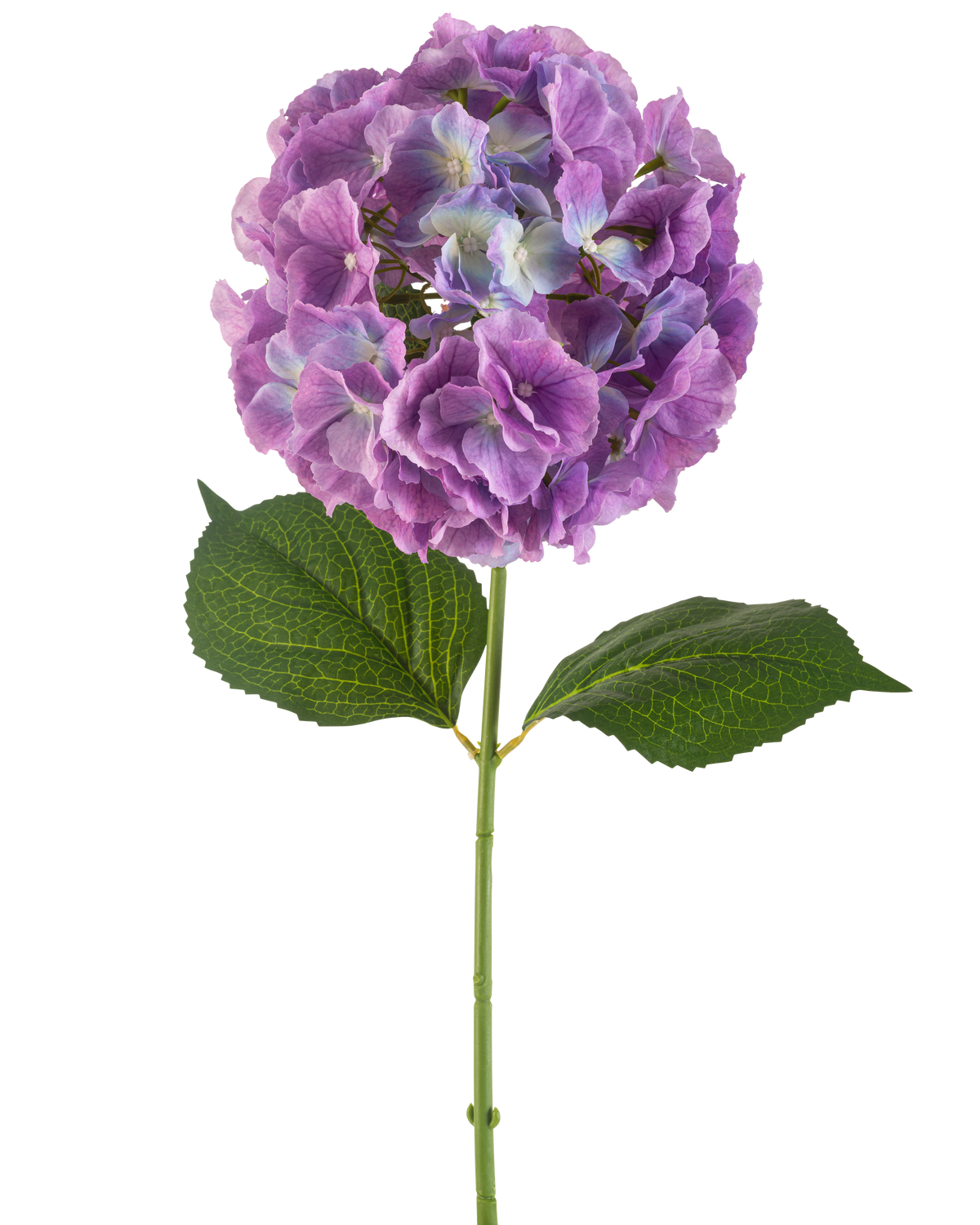 De Kunstbloem Hortensia 75 cm paars heeft een enkele kunsthortensiastam met grote, ronde trossen paarse bloemblaadjes en twee brede groene bladeren, tegen een witte achtergrond.