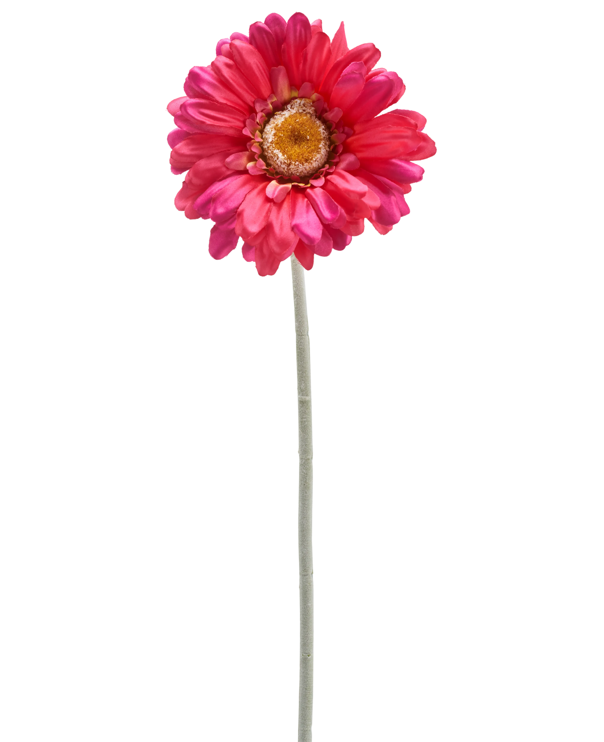 Een enkele Kunstbloem Gerbera 53 cm bordeaux met een lange groene steel, geïsoleerd op een witte achtergrond.