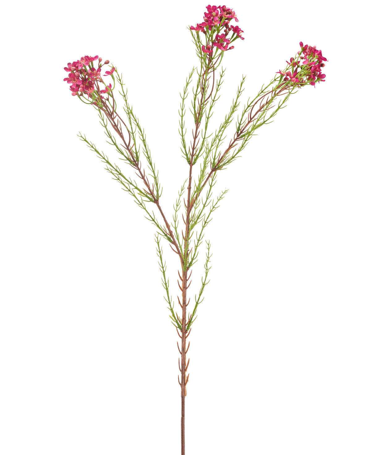 De Kunstbloem Wax 78 cm oud roze heeft een enkele groene stengel met dunne, naaldachtige bladeren en trosjes kleine, oudroze bloemen aan de uiteinden, geïsoleerd op een witte achtergrond.
