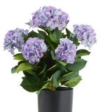 Kunsthortensia UV 50 cm paars/blauw, een UV-bestendige kunsthortensia met paarse en blauwe bloemtrossen in een zwarte pot.