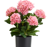 Kunstplant Hortensia UV, 50 cm, lichtroze, in een zwarte pot.