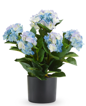 Kunstmatige blauw-witte Hortensia UV van 50 cm in een zwarte pot.