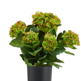 Kunst Hortensia UV 50 cm rood/groen: kunsthortensia met rode en groene bloemtrossen in een zwarte pot, ontworpen als onderhoudsvrije kunstplant.