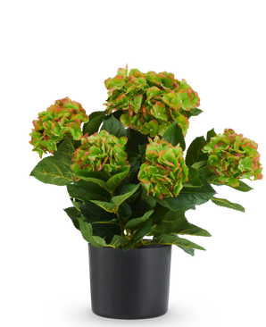 Kunst Hortensia UV 50 cm rood/groen: kunsthortensia met rode en groene bloemtrossen in een zwarte pot, ontworpen als onderhoudsvrije kunstplant.
