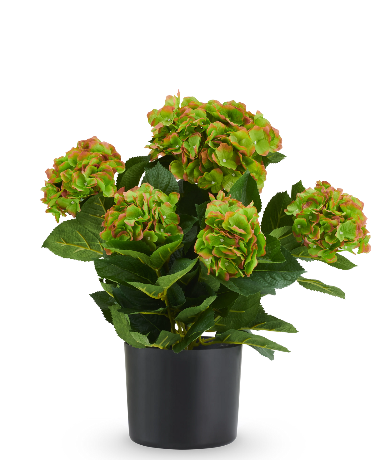 Kunst Hortensia UV 50 cm rood/groen: kunsthortensia met rode en groene bloemtrossen in een zwarte pot, ontworpen als onderhoudsvrije kunstplant.