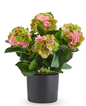 Kunst Hortensia UV 50 cm roze/groen kunstplant met roze en groene bloemen in een zwarte pot, ideaal als UV-bestendige kunstbloemen.