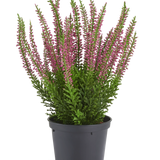 Kunstplant Erica in pot van 30 cm: een kunstheideplant met kleine roze bloemen in een zwarte plastic pot.