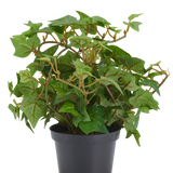 Kunstplant Klimop 22 cm, kunstmatige klimopplant in een zwarte pot.