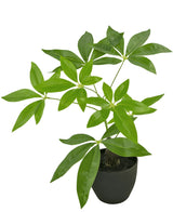 Kunst Pachira 30 cm in sierpot zwart