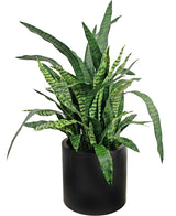 Kunst Sansevieria Zylanica 43 cm kant en klaar in zwarte pot