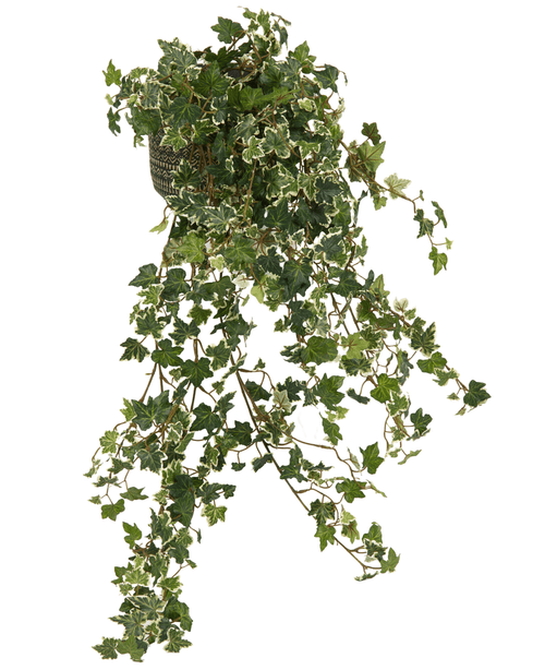 De Kunst Klimop Deluxe Rijk Groen-wit 90 cm heeft lange, hangende stengels en weelderige groene bladeren met witte randen, die sierlijk cascaderen voor een natuurlijke look tegen elke achtergrond.