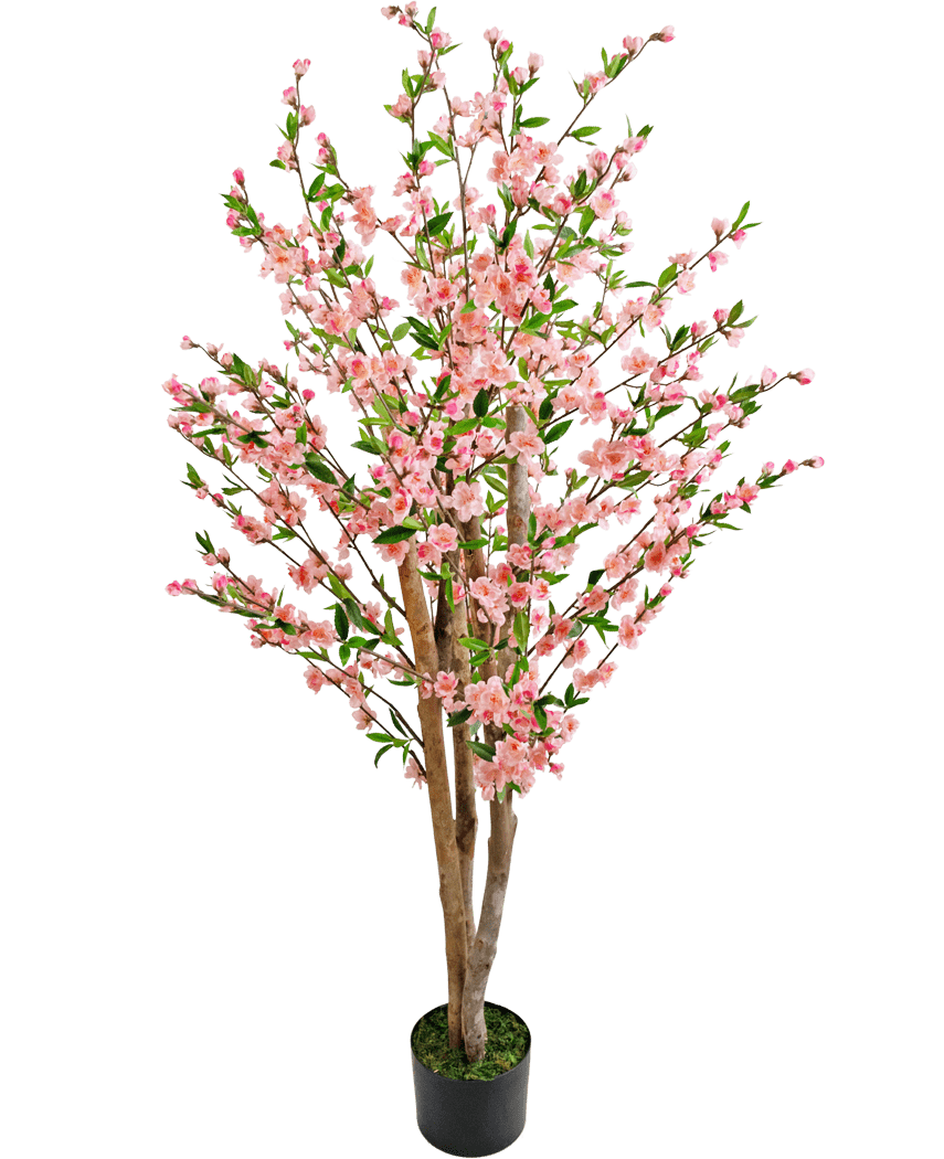 De Kunstplant Kersenbloesem 150 cm roze is een kunstmatige kersenbloesemboom met meerdere bruine stammen, roze bloemen en groene bladeren, afgebeeld tegen een effen witte achtergrond.