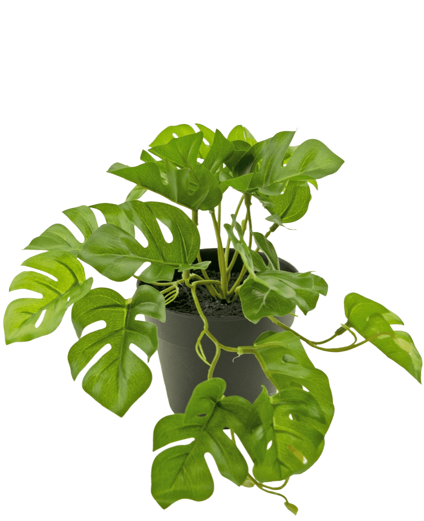 Een Kunstplant Monstera 18 cm in een pot.